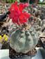 Preview: Submatucana madisoniorum